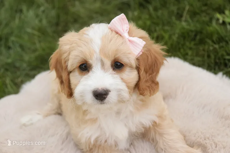 Tinkerbell – Cavalier King Charles Spaniel, Miniature Bernedoodle puppy for sale in Milford, IN