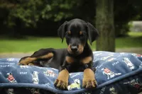Malcolm - AKC, Health tested lines, a male Doberman Pinscher for sale in Milford, IN – 3 of 8