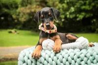 Elowen - AKC, health tested lines, a female Doberman Pinscher for sale in Milford, IN – 2 of 7