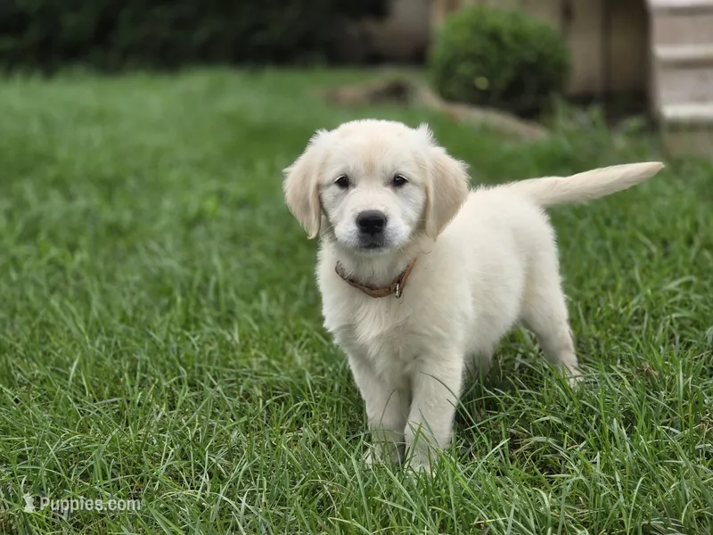 Amelia - AKC  – English Cream Golden Retriever puppy for sale in Milford, IN
