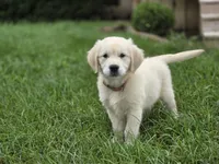 Amelia - AKC , a female English Cream Golden Retriever for sale in Milford, IN – 1 of 5