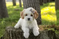 Pebbles, a female Cavalier King Charles Spaniel and Miniature Bernedoodle for sale in Milford, IN – 8 of 9