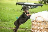 Reverie - AKC, Health tested lines, a female Doberman Pinscher for sale in Milford, IN – 4 of 7