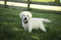 Tansy, a female English Cream Golden Retriever for sale in Milford, IN – Photo 1 of 6
