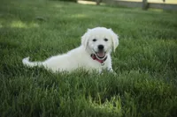 Tansy, a female English Cream Golden Retriever for sale in Milford, IN – Photo 3 of 6