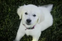 Tansy, a female English Cream Golden Retriever for sale in Milford, IN – Photo 6 of 6