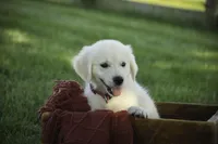 Tansy, a female English Cream Golden Retriever for sale in Milford, IN – Photo 5 of 6