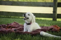 Tansy, a female English Cream Golden Retriever for sale in Milford, IN – Photo 4 of 6