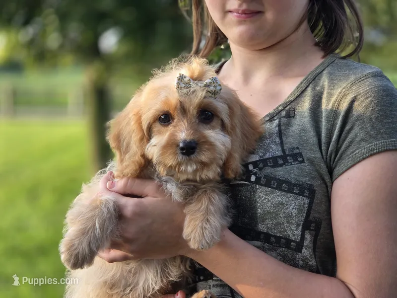 Buttons - Munchkin Bernedoodle – Cavalier King Charles Spaniel, Miniature Bernedoodle puppy for sale in Milford, IN