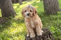 Pixie, a female Cavalier King Charles Spaniel and Miniature Bernedoodle for sale in Milford, IN – 5 of 8