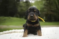 Leopold - AKC, health tested lines, a male Doberman Pinscher for sale in Milford, IN – 6 of 9