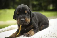 Leopold - AKC, health tested lines, a male Doberman Pinscher for sale in Milford, IN – 5 of 9
