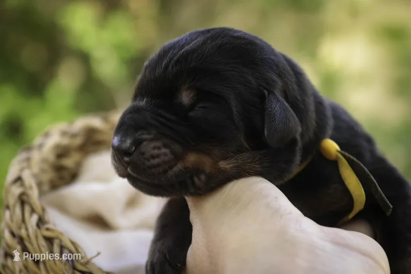 Leopold - AKC, health tested lines – Doberman Pinscher puppy for sale in Milford, IN