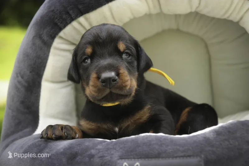 Leopold - AKC, health tested lines – Doberman Pinscher puppy for sale in Milford, IN