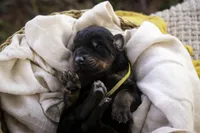 Leopold - AKC, health tested lines, a male Doberman Pinscher for sale in Milford, IN – Photo 4 of 7