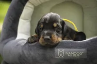 Leopold - AKC, health tested lines, a male Doberman Pinscher for sale in Milford, IN – 7 of 9