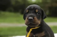 Leopold - AKC, health tested lines, a male Doberman Pinscher for sale in Milford, IN – 3 of 9