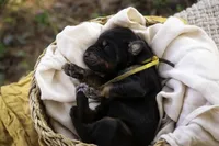 Leopold - AKC, health tested lines, a male Doberman Pinscher for sale in Milford, IN – Photo 5 of 7