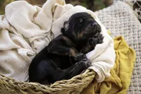 Leopold - AKC, health tested lines, a male Doberman Pinscher for sale in Milford, IN – Photo 3 of 7