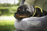 Leopold - AKC, health tested lines, a male Doberman Pinscher for sale in Milford, IN – 4 of 9