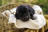 Leopold - AKC, health tested lines, a male Doberman Pinscher for sale in Milford, IN – Photo 2 of 7