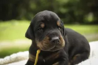 Leopold - AKC, health tested lines, a male Doberman Pinscher for sale in Milford, IN – 2 of 9