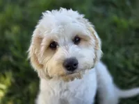 Remy - Munchkin Bernedoodle, a male Cavalier King Charles Spaniel and Miniature Bernedoodle for sale in Milford, IN – 2 of 9
