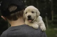 Cooper - AKC , a male English Cream Golden Retriever for sale in Milford, IN – 1 of 9