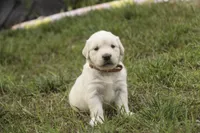 Amelia - AKC , a female English Cream Golden Retriever for sale in Milford, IN – 3 of 8