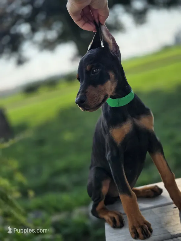 Isadora - AKC, health tested parents – Doberman Pinscher puppy for sale in Milford, IN