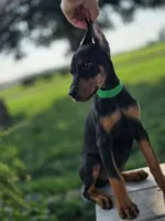 Isadora - AKC, health tested parents, a female Doberman Pinscher for sale in Milford, IN – 1 of 10