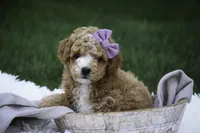 Annabelle - small mini, a female Poodle - Miniature  for sale in Milford, IN – Photo 3 of 8