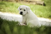Sharlotte - AKC health tested parents, a female Labrador Retriever for sale in Milford, IN – Photo 6 of 10