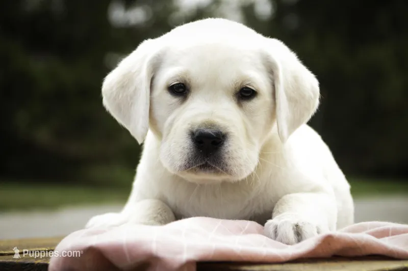 Sharlotte - AKC health tested parents – Labrador Retriever puppy for sale in Milford, IN