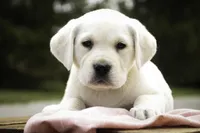 Sharlotte - AKC health tested parents, a female Labrador Retriever for sale in Milford, IN – Photo 1 of 10