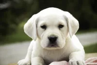 Sharlotte - AKC health tested parents, a female Labrador Retriever for sale in Milford, IN – Photo 7 of 10