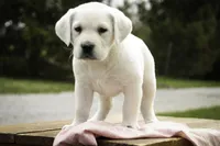 Sharlotte - AKC health tested parents, a female Labrador Retriever for sale in Milford, IN – Photo 8 of 10