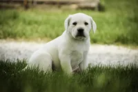Sharlotte - AKC health tested parents, a female Labrador Retriever for sale in Milford, IN – Photo 4 of 10