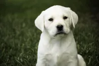 Sharlotte - AKC health tested parents, a female Labrador Retriever for sale in Milford, IN – Photo 5 of 10