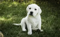 Sharlotte - AKC health tested parents, a female Labrador Retriever for sale in Milford, IN – Photo 2 of 10