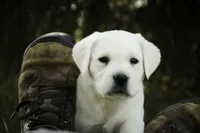 Sharlotte - AKC health tested parents, a female Labrador Retriever for sale in Milford, IN – Photo 3 of 10