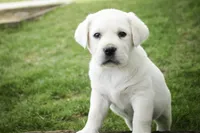 Sherlock - AKC, health tested parents, a male Labrador Retriever for sale in Milford, IN – Photo 3 of 9
