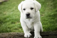Sherlock - AKC, health tested parents, a male Labrador Retriever for sale in Milford, IN – Photo 2 of 9