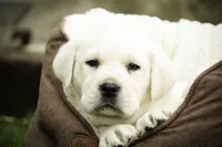 Sherlock - AKC, health tested parents, a male Labrador Retriever for sale in Milford, IN – Photo 4 of 9