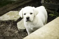 Sherlock - AKC, health tested parents, a male Labrador Retriever for sale in Milford, IN – Photo 6 of 9