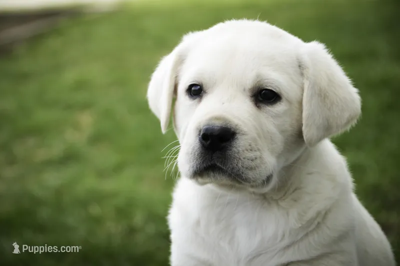 Sherlock - AKC, health tested parents – Labrador Retriever puppy for sale in Milford, IN