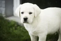 Sherlock - AKC, health tested parents, a male Labrador Retriever for sale in Milford, IN – Photo 5 of 9