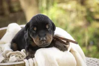Isadora - AKC, health tested parents, a female Doberman Pinscher for sale in Milford, IN – Photo 4 of 7