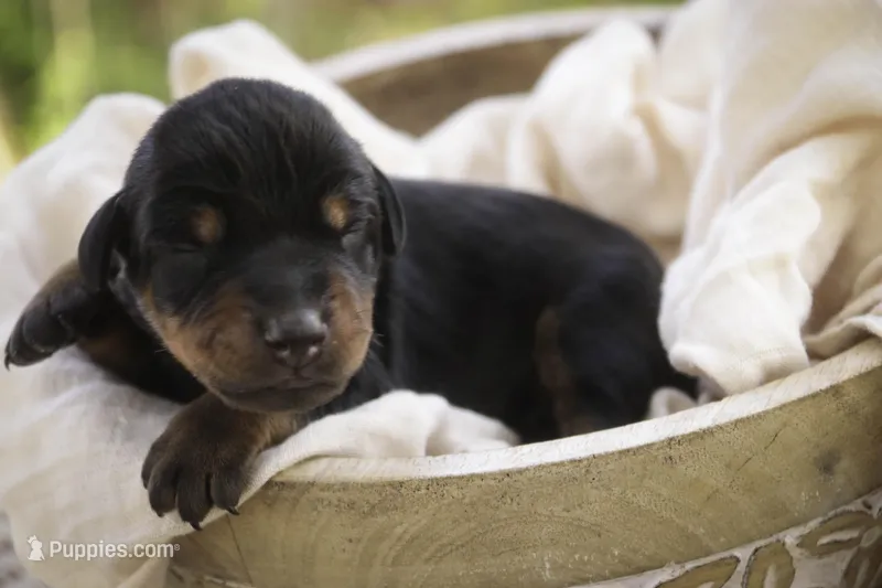 Isadora - AKC, health tested parents – Doberman Pinscher puppy for sale in Milford, IN