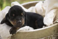 Isadora - AKC, health tested parents, a female Doberman Pinscher for sale in Milford, IN – Photo 1 of 7